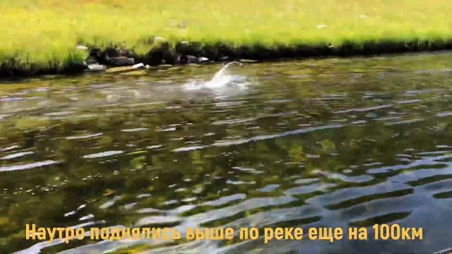 река Буотома август 2019г смотреть онлайн