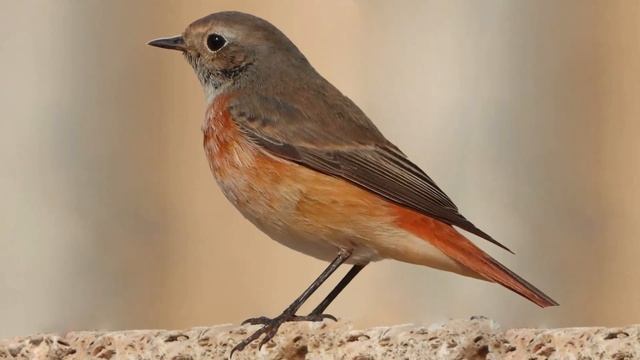 Горихвостка обыкновенная (Phoenicurus phoenicurus).mp4 смотреть онлайн