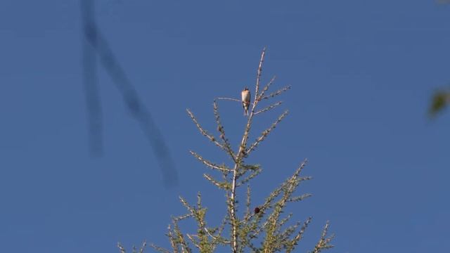 Вьюрок. смотреть онлайн