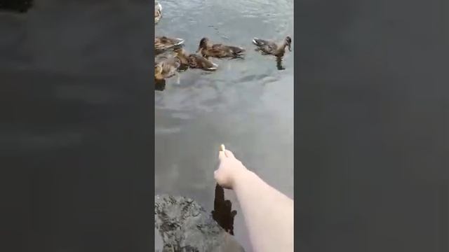 Утки маленькие смотреть онлайн