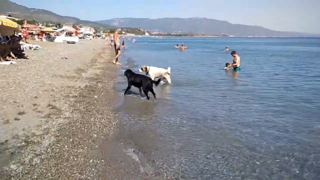 Собаки в море смотреть онлайн