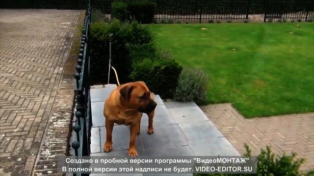 Новика 👉 ТОП 10 САМЫХ ОПАСНЫХ ПОРОД СОБАК🙏 смотреть онлайн