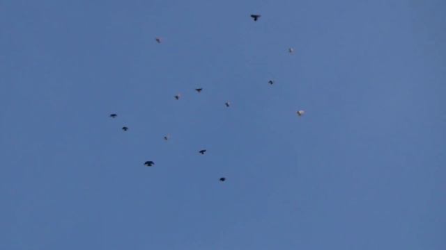 Николаевские голуби Часть 2. Вечерний полет на Крещение. смотреть онлайн