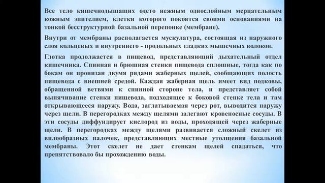 Животные (Часть 79) - Класс Кишечнодышащие (Кишечножаберные) смотреть онлайн