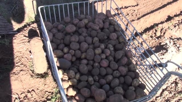 Копка картошки самодельным Микрокомбайном ,,,СВАТ""!2020г digging potatoes Microcombine ,,, SVAT " смотреть онлайн