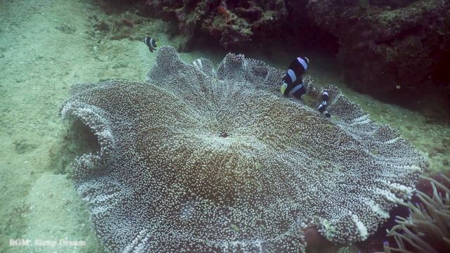 Under Red Sea 4K - Sea Animals For Relaxation, Beautiful Coral Reef Fish In Aquarium - 4K Video