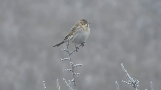 тростниковая овсянка Emberiza schoeniclus смотреть онлайн
