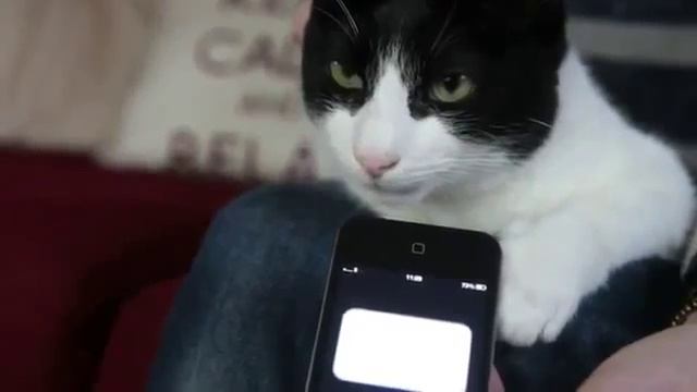 Мэрлин самый громкий кот в мире! смотреть онлайн