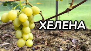 Виноград. Сорт ХЕЛЕНА. Полное описание и рекомендации по выращиванию / Сорта винограда