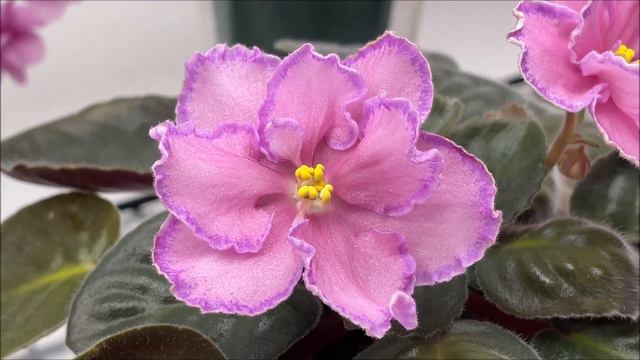 African Violets Blooming in May 2022 - Part 1 - Standards смотреть онлайн