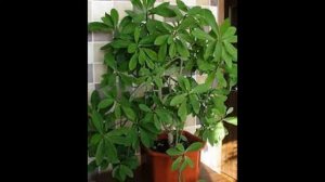Синадениум : как ухаживать в домашних условиях, способы размножения.
