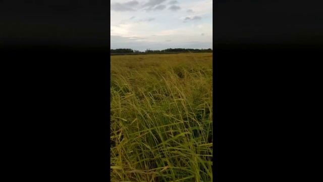 Как подготовиться к охоте на утку в чеках?\\Славная охота на Кубани смотреть онлайн