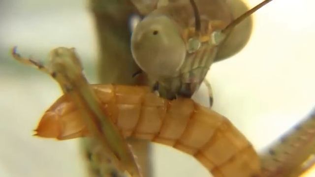 Mantis larva eats flour beetle ( Богомол поедает личинку мучного жука) смотреть онлайн