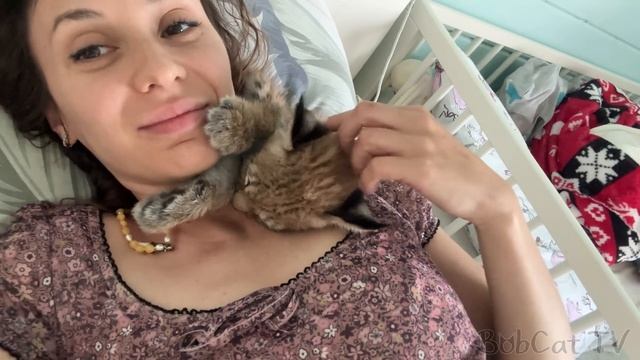 ЛЮБОВЬ И НЕНАВИСТЬ МЕЙН-КУНА ЛОРДА И РЫСЯТ / Реакция котёнка рыси на живую свинью смотреть онлайн