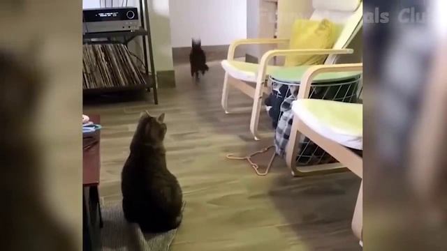 Смешные животные #2 смотреть онлайн