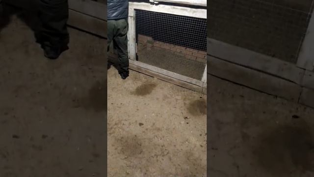 Бойцовые петухи в гостях #2 смотреть онлайн