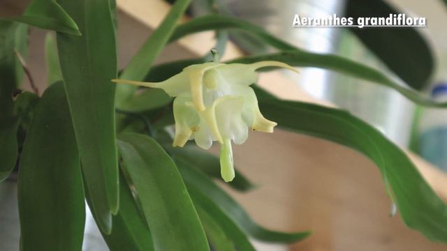 What's in Bloom - Orchids // Summer 2021 смотреть онлайн