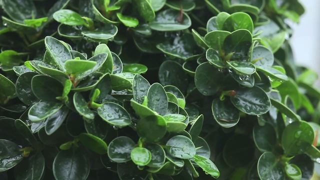 Осенний антология 2021 Лучшие песни для души...Sergey Grischuk смотреть онлайн