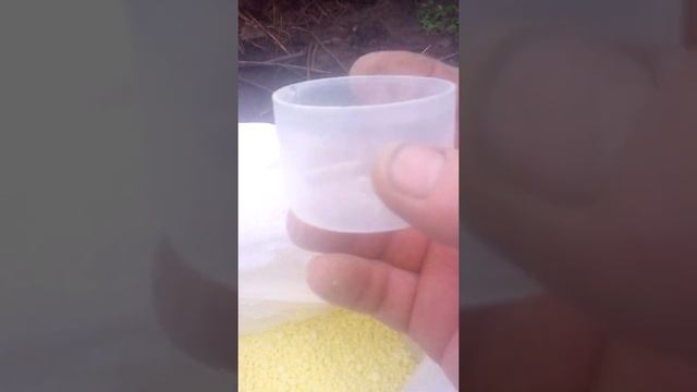 высадка голубики в грунт