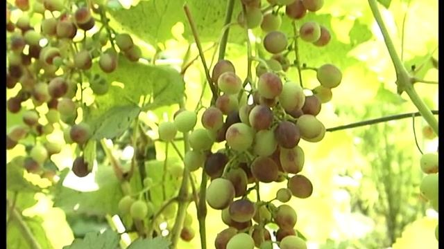 Уход за виноградом. Сорт Агат Донской смотреть онлайн