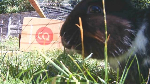 16 - Bunnysitting for a week - enjoying the summertime in the garden смотреть онлайн