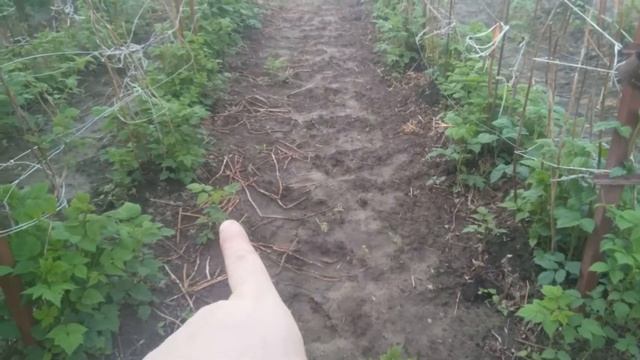 Сад и огород. Ответы на вопросы, что и как растёт у меня смотреть онлайн