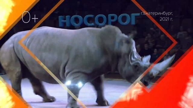 Цирк Екатеринбург смотреть онлайн