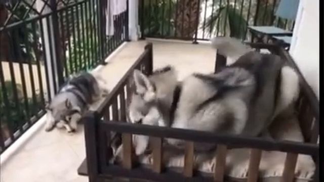 Ямми и Янки. смотреть онлайн