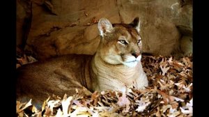 Звук рычания пумы.Рык пумы