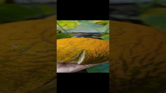 Утренний сбор ароматной вкуснятины🤤