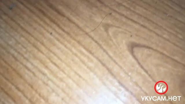 Отличный результат (Обработка от клопов в СПБ 2021 7) смотреть онлайн