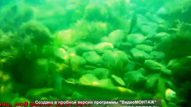 Сочи, Светлана, Под водой 26 07 2017 смотреть онлайн