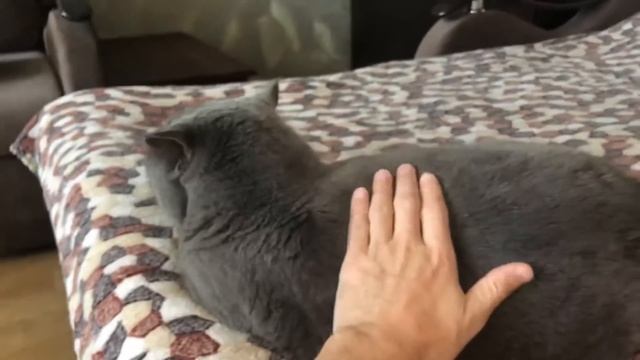 Отзыв на британского кота ? Стоит ли его заводить? Характер тот ещё. смотреть онлайн