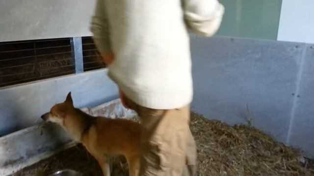 Киров и Гагарин | Kirov and Gagarin/Помощь Животным/Спасение Животных смотреть онлайн