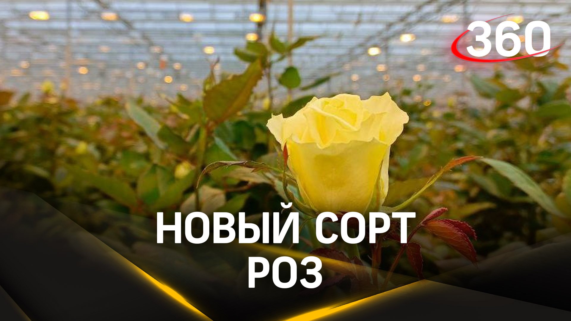 В Дмитрове выращивают новые сорта роз