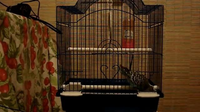 Брейк-данс попугая (3/3) смотреть онлайн