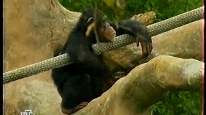 Египет. Луксор Путешествия натуралиста