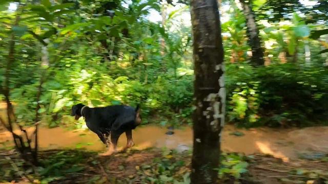 Doberman #3 смотреть онлайн