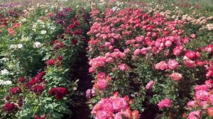 Лучшая чайно-гибридная роза.Мишель Дрюкер