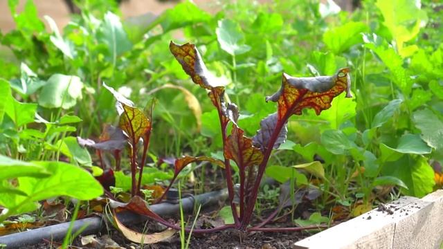 12 Vegetables You Can HARVEST Within 30 DAYS