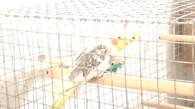 Корелла самец. Определение пола по песне . смотреть онлайн