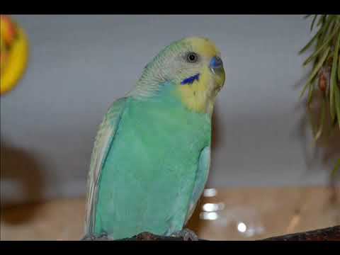 Самое веселое пение стаи волнистых попугайчиков 1 час КАК В ЛЕСУ! смотреть онлайн