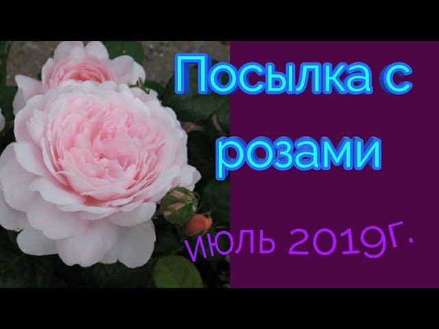Розы из питомника "Тамара Розы".Распаковка посылки смотреть онлайн