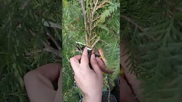 Прививка можжевельника на штамб, результат прививки.