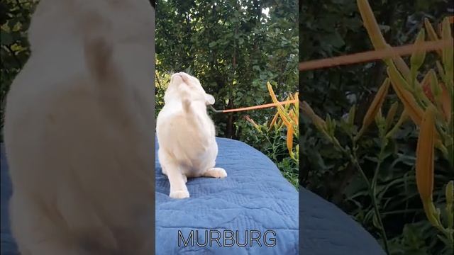 Питомник кошек породы Бурма "MURBURG" смотреть онлайн