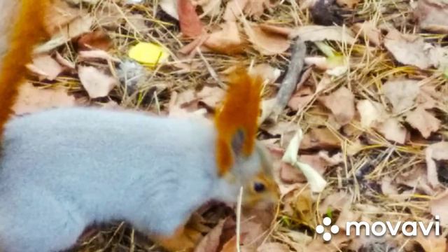 Танаис парк .Воронеж. Фото 👍👍👍