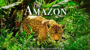Амазонка - живописный фильм о дикой природе с успокаивающей музыкой
