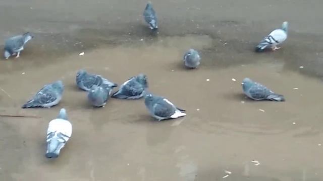 Обзор на голубей за девятнашкой смотреть онлайн