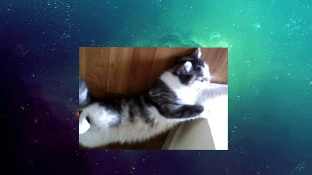 Asya Cat Jump to Space | Киска Ася прыгает в космос ! смотреть онлайн