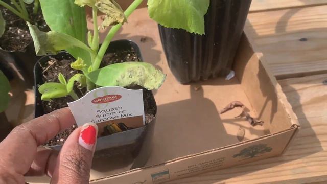 Veggie / Fruit Plant Shopping and Garden Tour in Tamil | Saranya's Kitchen N Garden смотреть онлайн